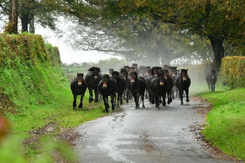 Exmoor Retreat On Two Moors Way Withypool 外观 照片