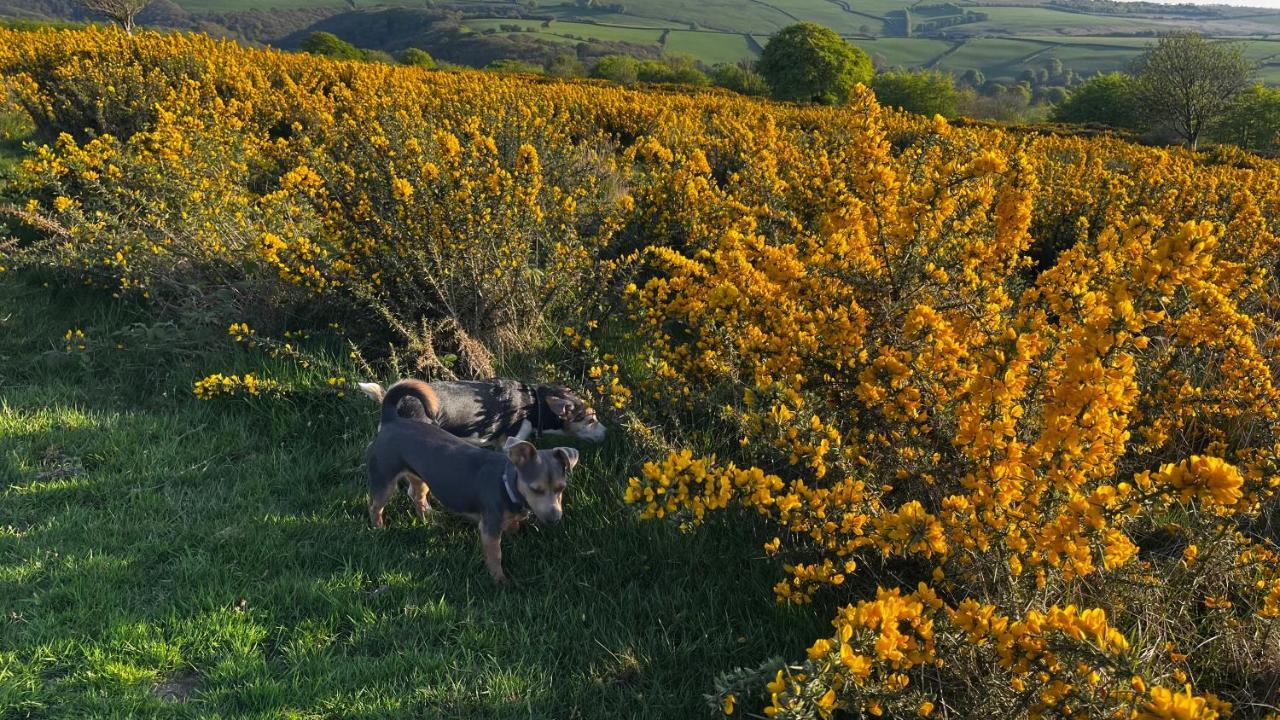 Exmoor Retreat On Two Moors Way Withypool 外观 照片