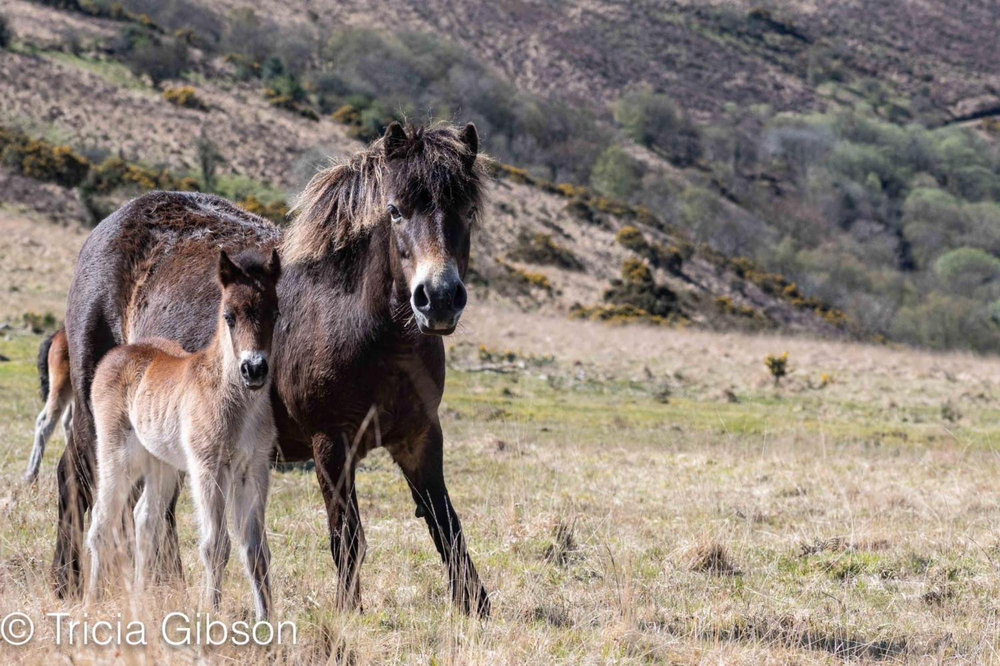 Exmoor Retreat On Two Moors Way Withypool 外观 照片